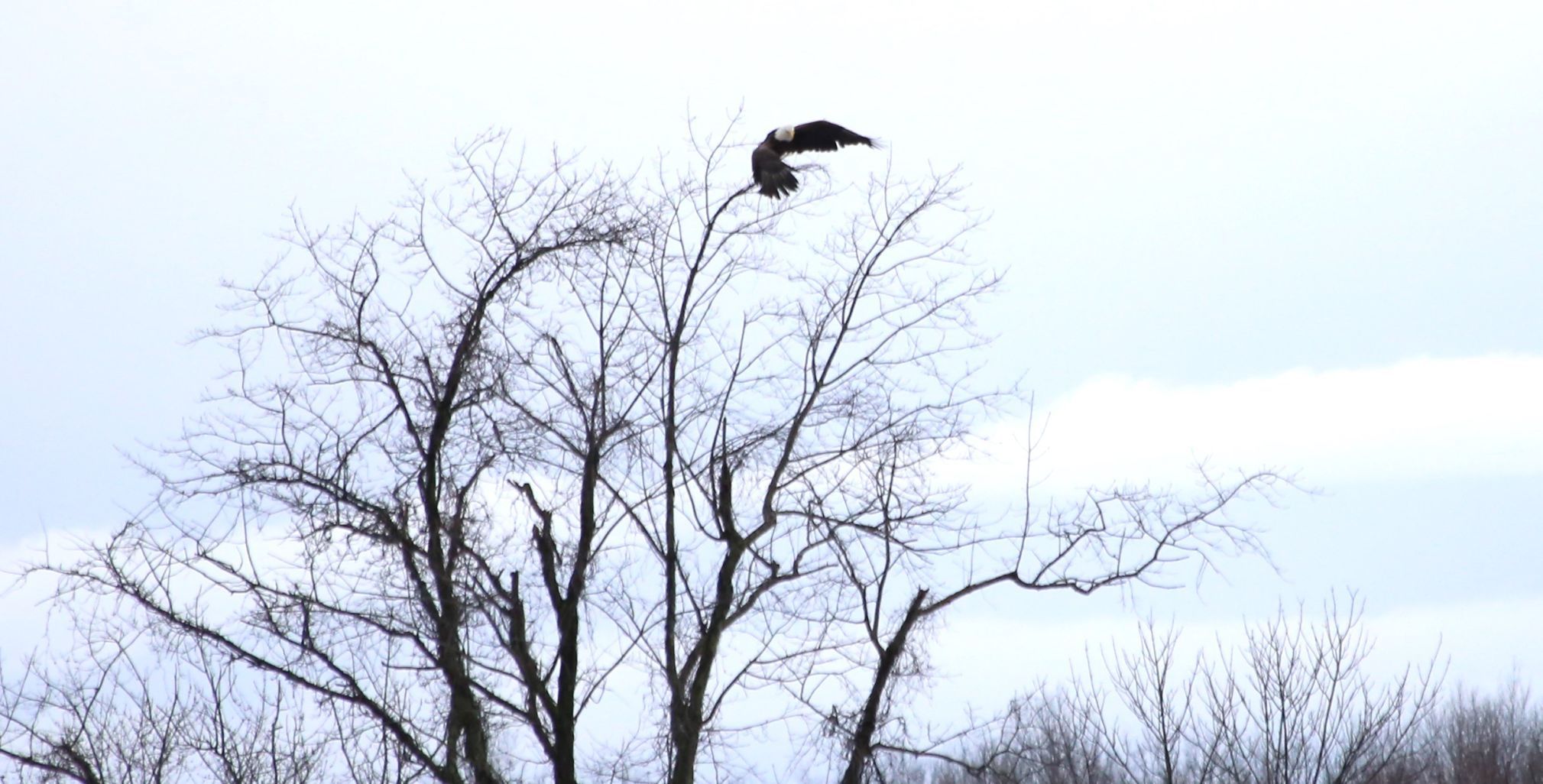 Midwinter Bald Eagle Survey